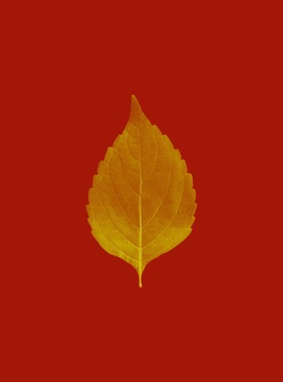 A leaf